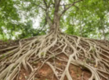 akar pohon atau tanaman rusak